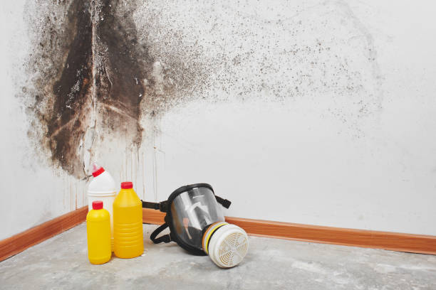 Best Mold Removal and Inspection  in Torrance, CA