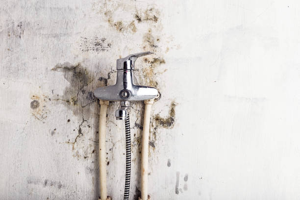 Best Same-Day Mold Removal  in Torrance, CA