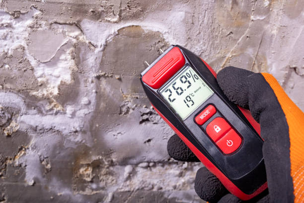 Best Certified Mold Removal  in Torrance, CA