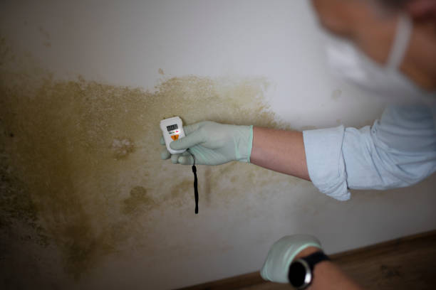 Best Toxic Mold Removal  in Torrance, CA
