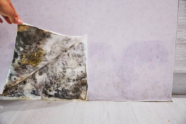 Best Residential Mold Removal  in Torrance, CA